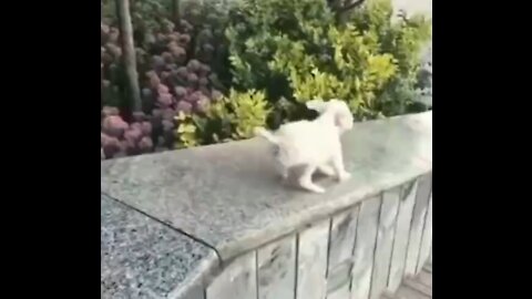 Cute Sliding Dog