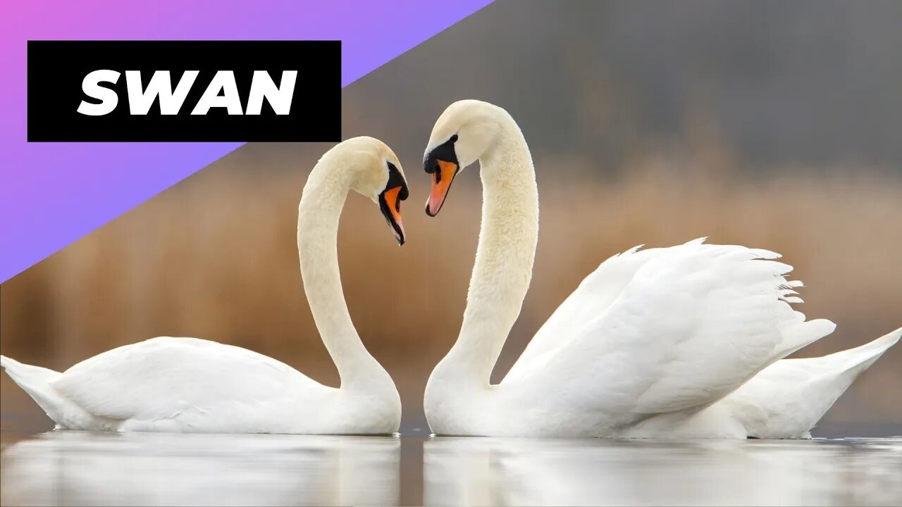 Swan 🦢 One Of The Cutest and Dangerous Animals In The World #shorts