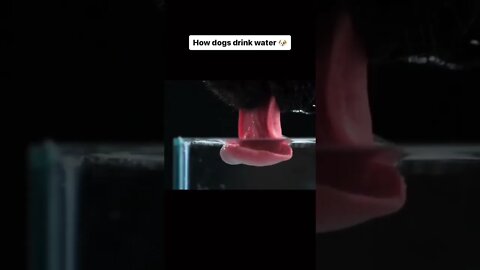 How dogs drink water 🐶 #shorts