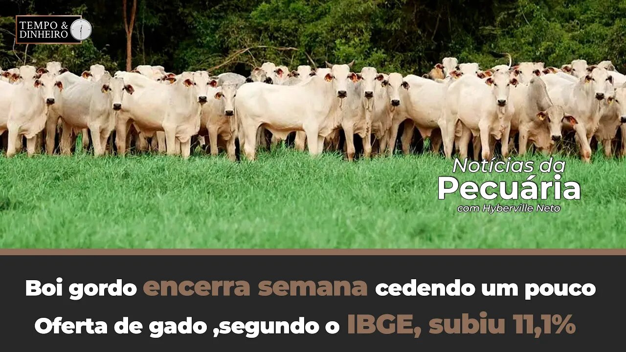 Boi gordo encerra semana cedendo um pouco mais nas cotações.