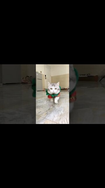 наши милые котики (5)