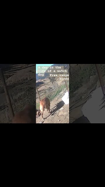 A day in the life of a watch dog #freerange