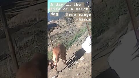 A day in the life of a watch dog #freerange