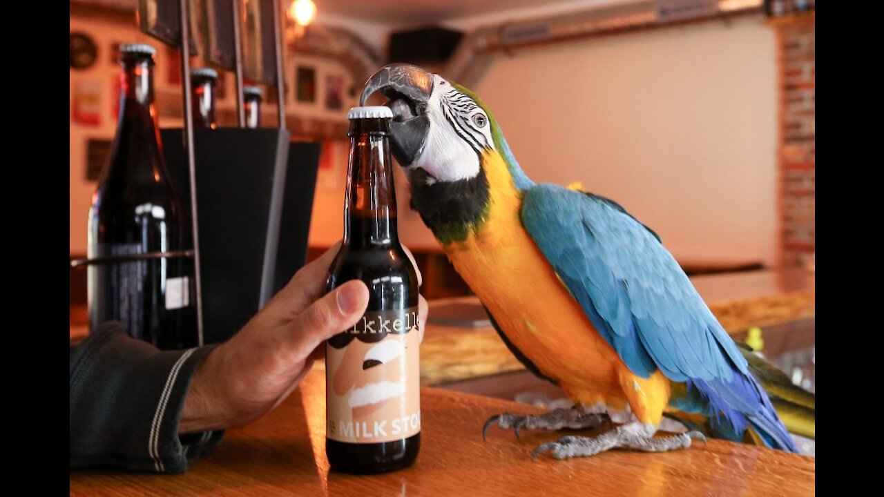 Cute Parrot Jack opens beer bottles with his beak