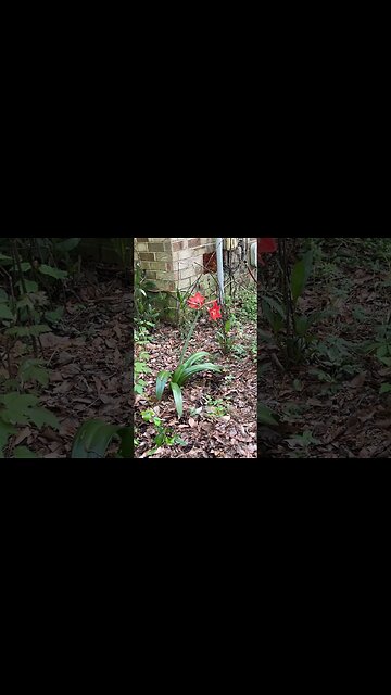 Please ID This Flower For Me