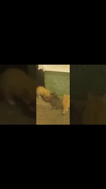 New. The Yellow Kitties. An Elusive Rare Sighting