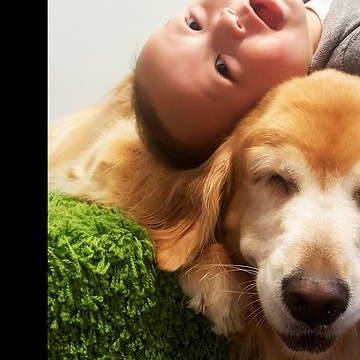 Smiling Golden Retriever entertains laughing baby