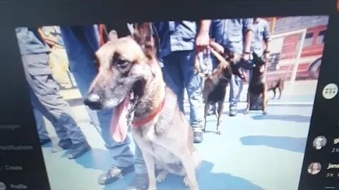 Lei Estadual SP Politica De Bem Estar Animal ?