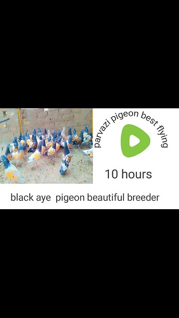 Parvazi pigeonp beautiful breeder pair