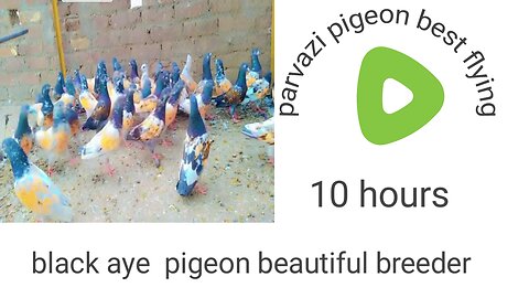 Parvazi pigeonp beautiful breeder pair