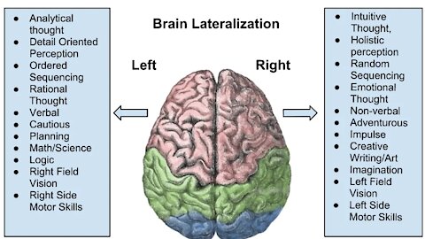 How the brain works.