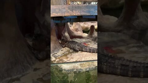 Alligator in shopping mall 🐊🛍️