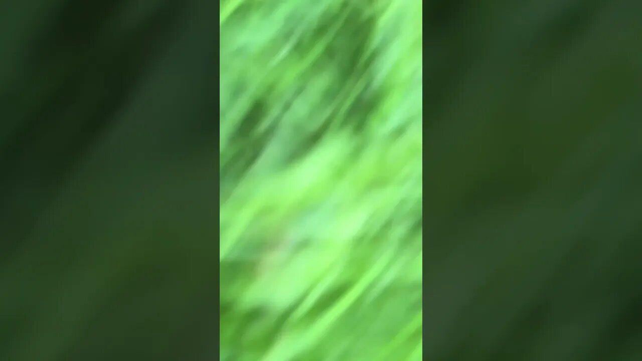 I blocked the animals hole again!