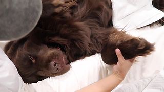 Newfoundland gets pampering massage from owner