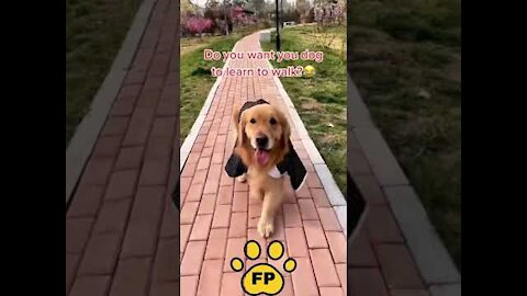 Funny Dog Videos try not to laugh - Cute DOG go to catwalk #short (1)