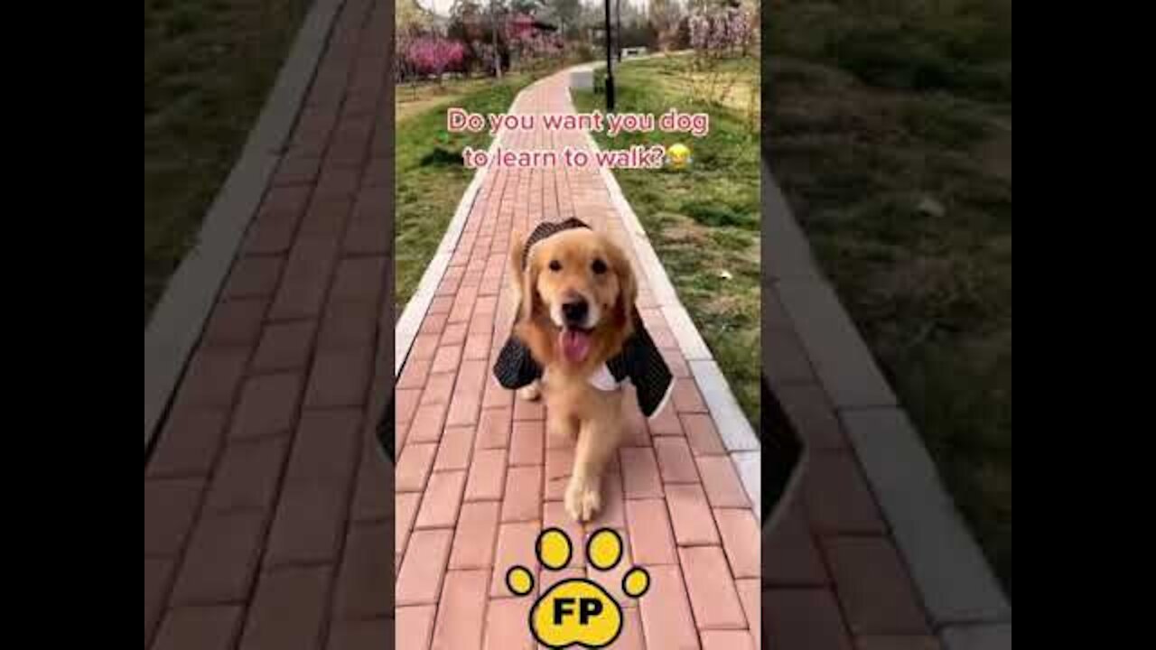 Funny Dog Videos try not to laugh - Cute DOG go to catwalk #short (1)