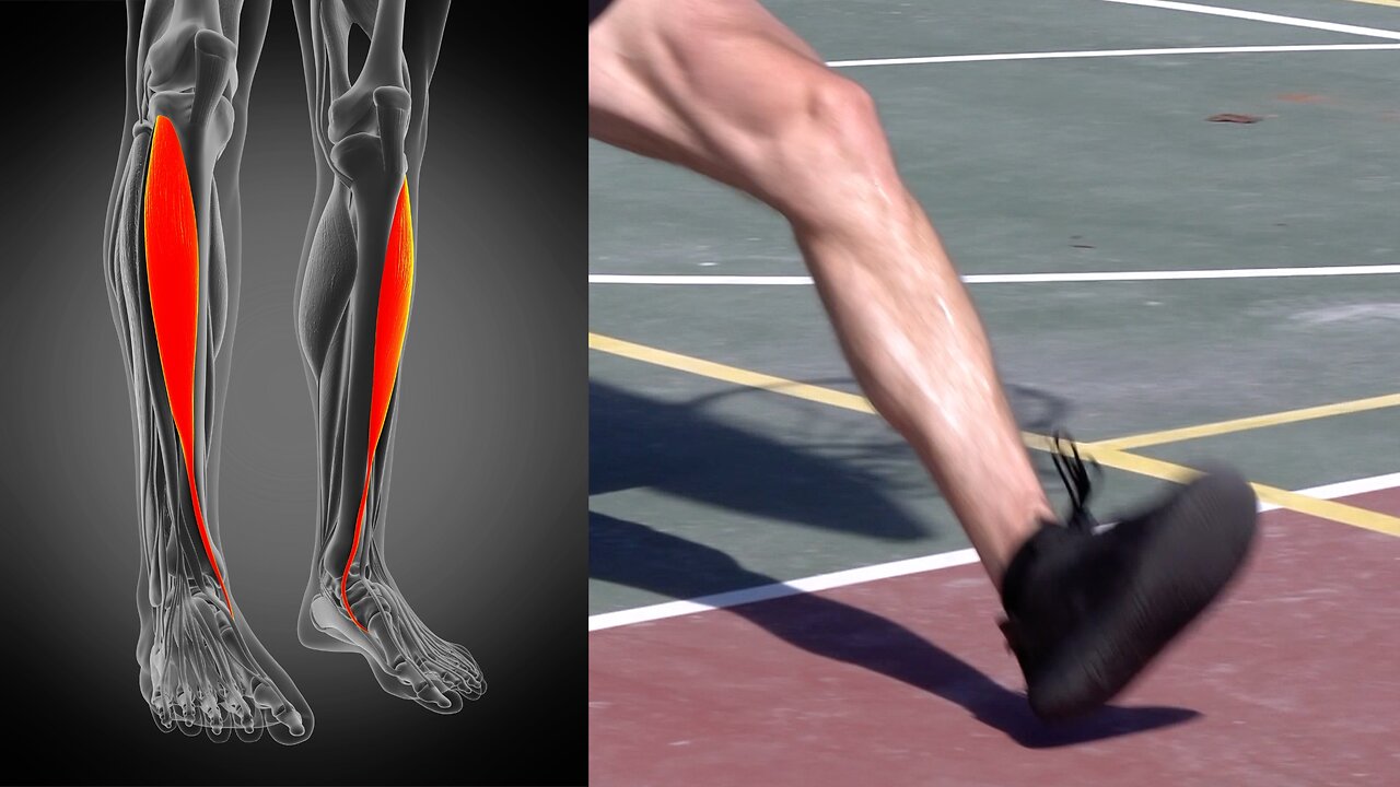 Anterior Tibialis Mini-Mastery-Class