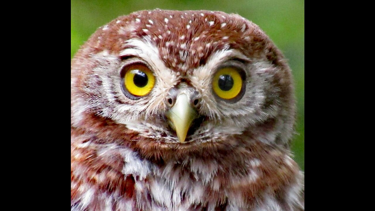 Pearl S.Owl Gizmo being curios