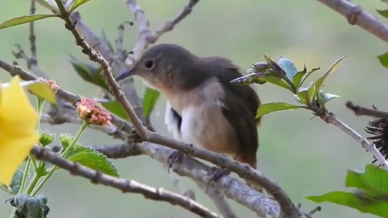 canto de corruira garrincha na natureza