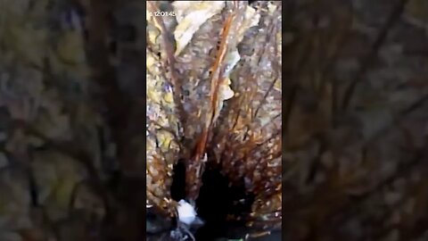 It's a blessing you got a sewer cam
