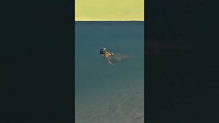 People are taking this game to seriously #shorts