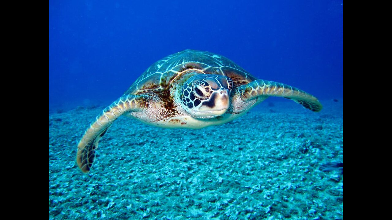 Curious sea turtle swims up to camera