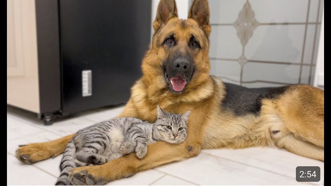 The German Shepherd is the Best Friend for Cats