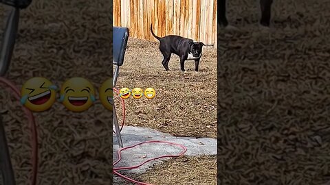 this dog and her grass😁😂🤣🥰 #chevelle #shorts #dog