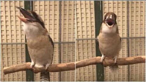 This bird has the scariest chuckle ever