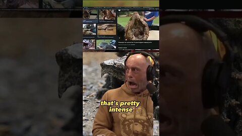 Joe Rogan's Reaction to Enormous Snapping Turtle | Joe Rogan Experience #1997