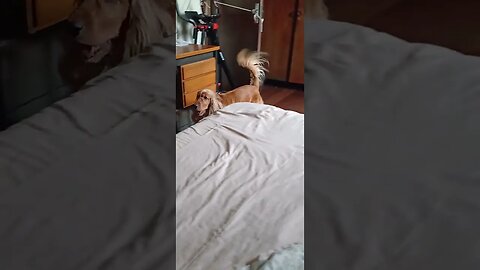 #beautifuldog