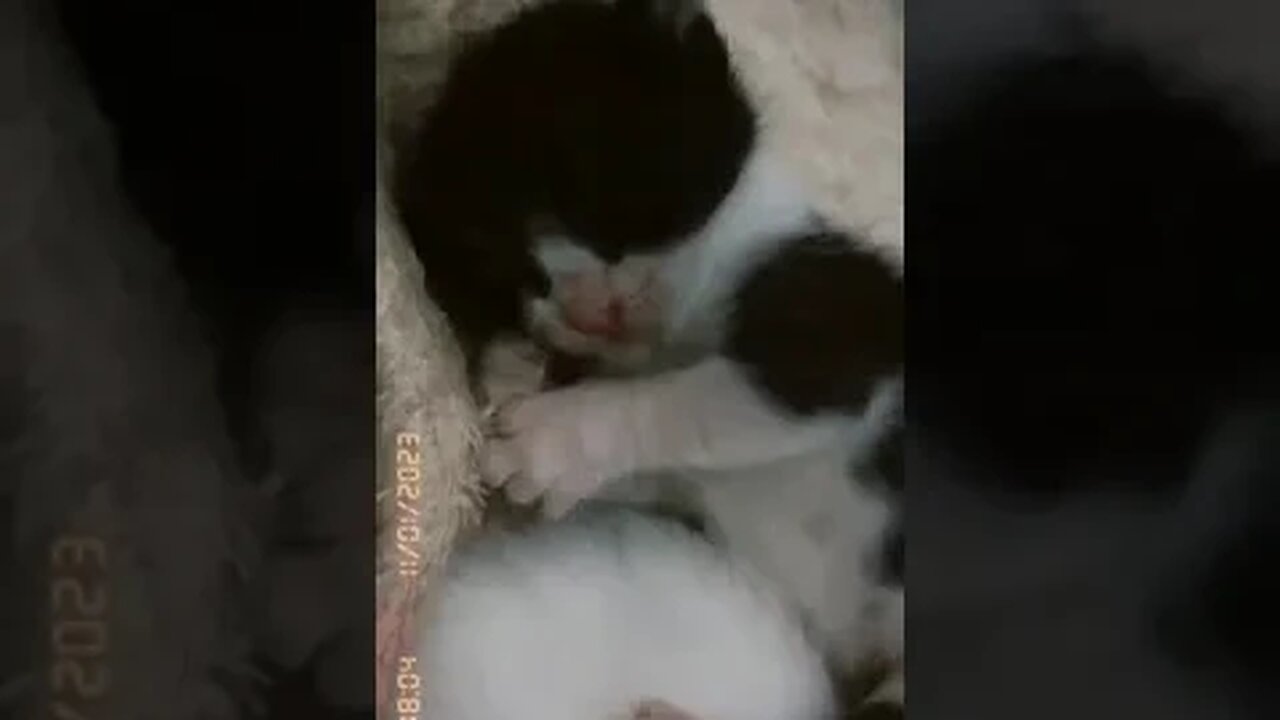Bebes gatinhos chamando a mamãe, olha o dengo!!!
