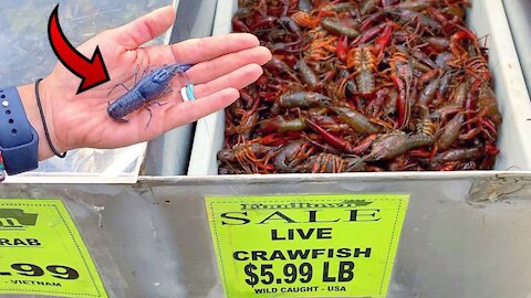 RARE Blue Lobster Crawfish FOUND at INTERNATIONAL FOOD SUPERMARKET!