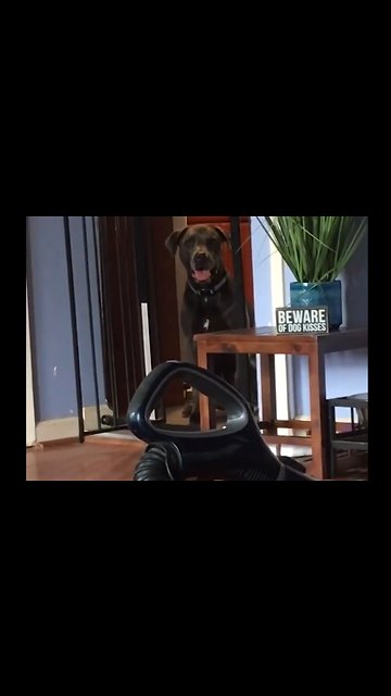 Dog Jumps Over Cage, But Not Vacuum Cleaner