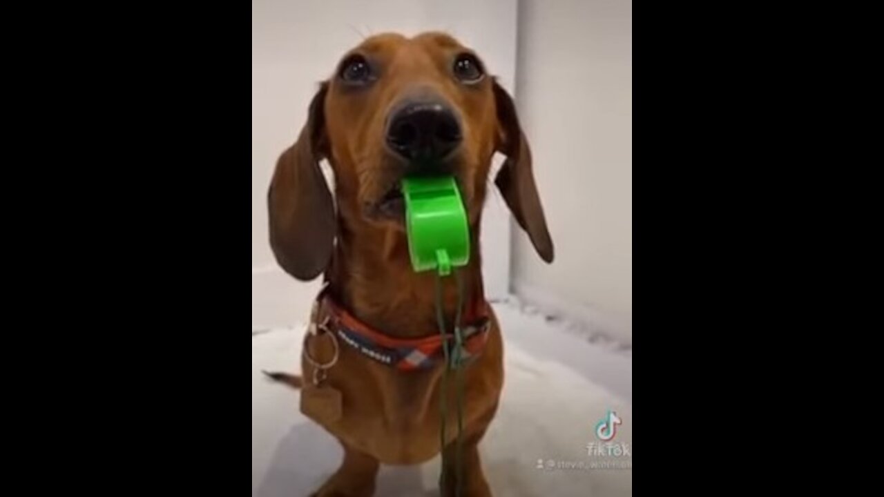 🤣 Funniest 🐶 Dogs - Awesome Funny Pet Animals Videos😇