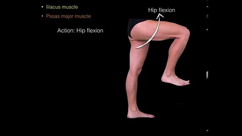 Hip flexor muscles