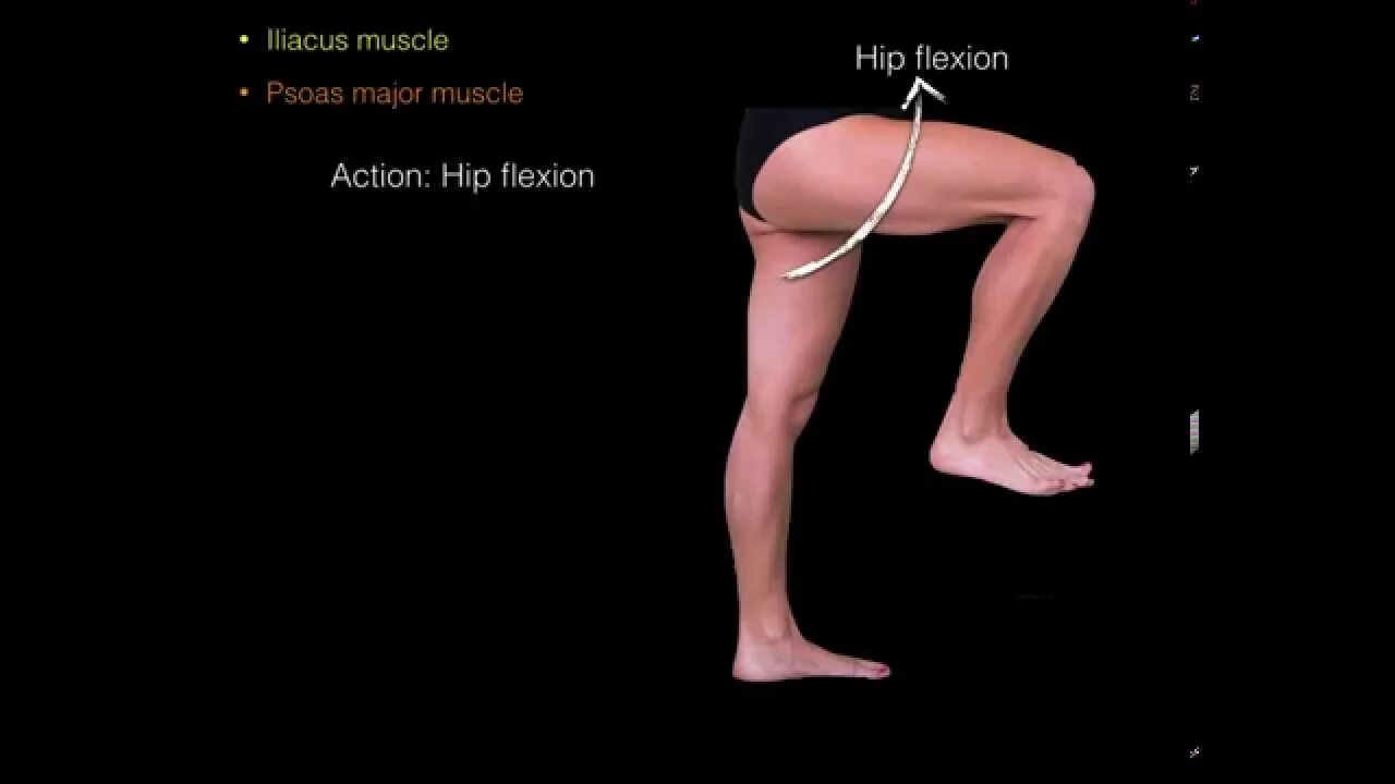Hip flexor muscles