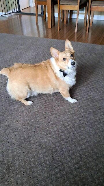 Corgi found his new toy