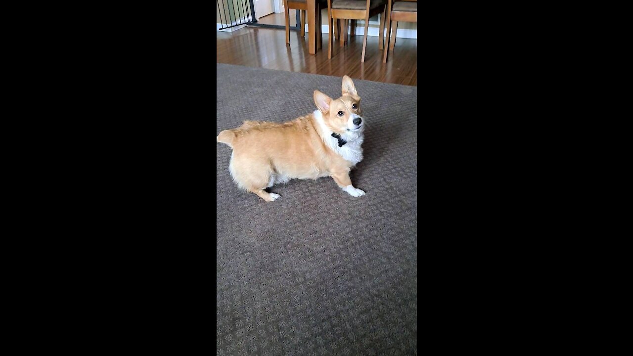 Corgi found his new toy