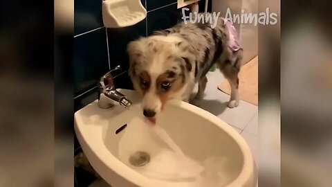 Funny Animal Video #2 March 2023 Funniest Cat and Dog Videos