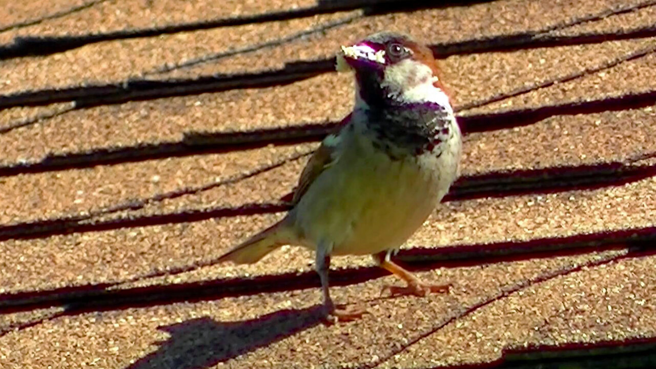 IECV NV #555 - 👀 Male House Sparrow With Mouth Full Of Food For The Babies 5-12-2018