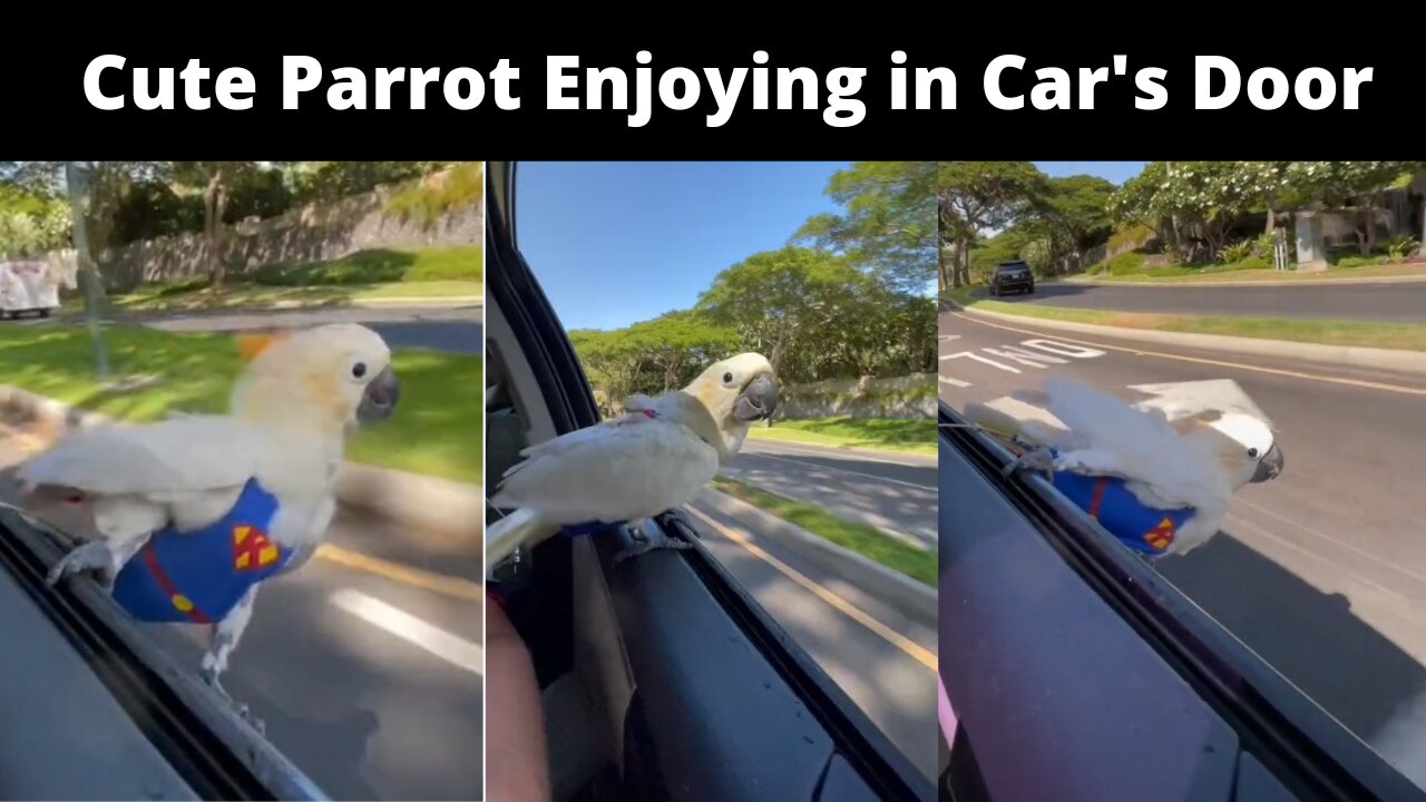 Parrot Enjoying at the Car's Door || parrot Cute Moment ||