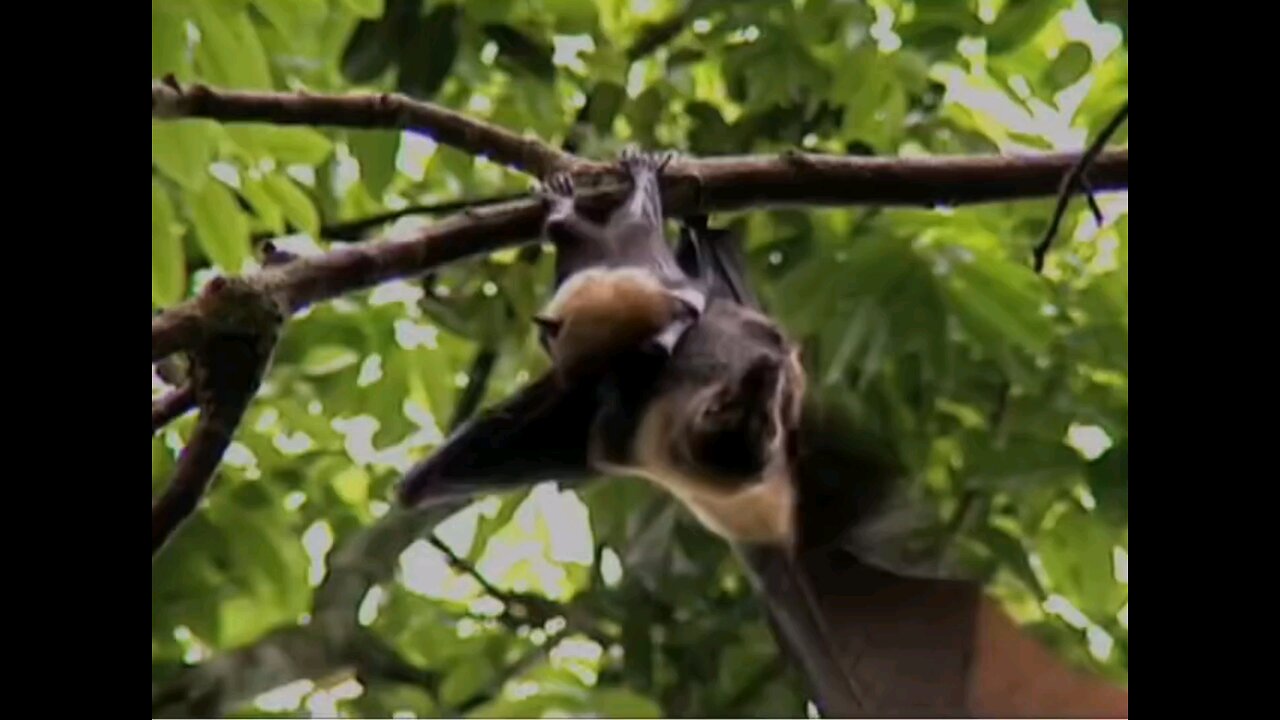 the bat that started it all