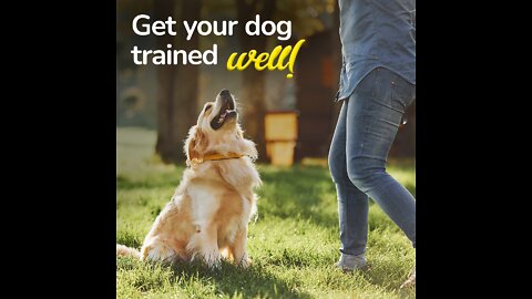 TOP 10 Dog Training Tips