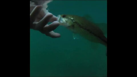 Bass release at night
