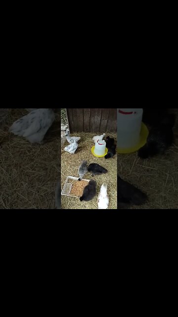 Silkie cross chicks, drinking and eating