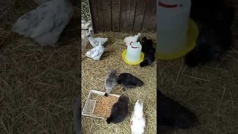 Silkie cross chicks, drinking and eating