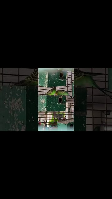 Catitas en parejas en Los Cobres De Vitacura #Chile