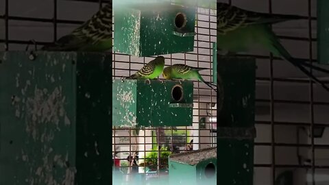 Catitas en parejas en Los Cobres De Vitacura #Chile