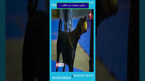 حقائق مدهشة عن الكلاب 7